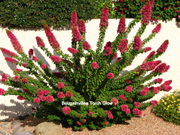 Bougainvillea 'Torch glow'